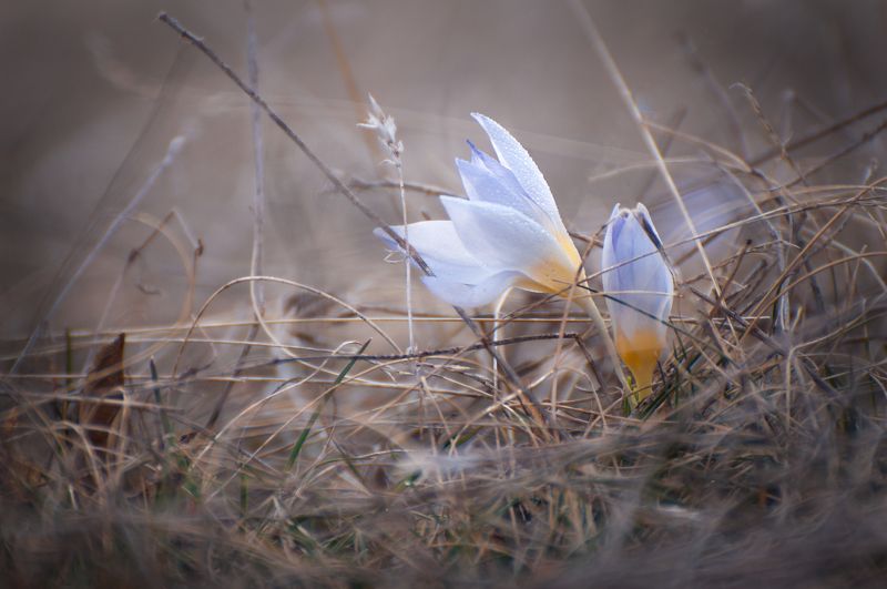 Веснаphoto preview