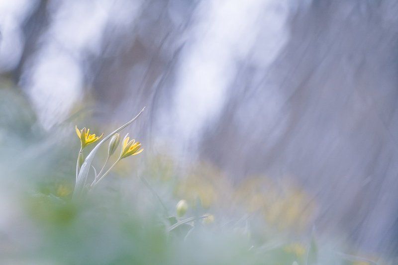 flowers, spring Springphoto preview