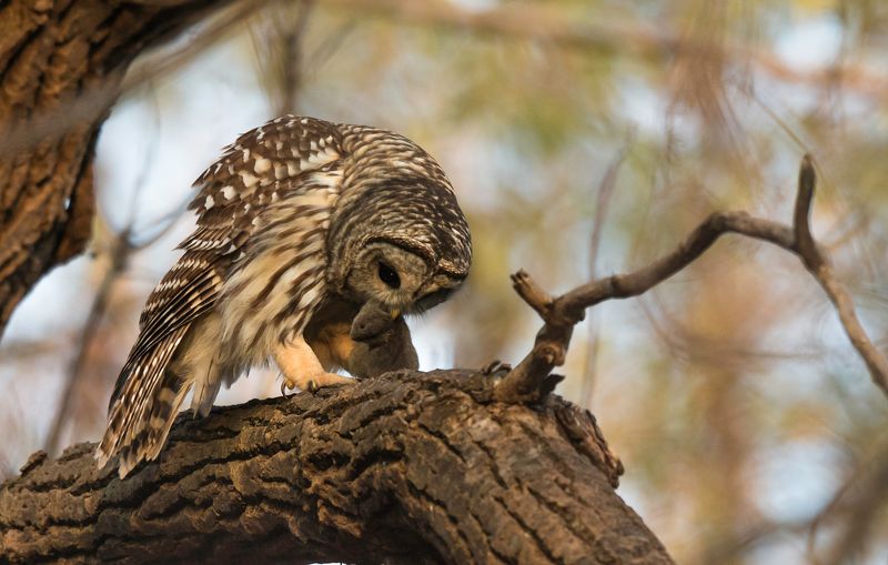 Chouette Rayée / Barred Owl / Strix variaphoto preview