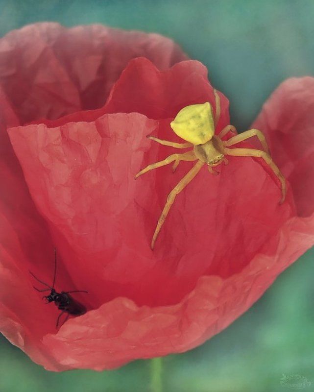 Zabawa w chowanegophoto preview