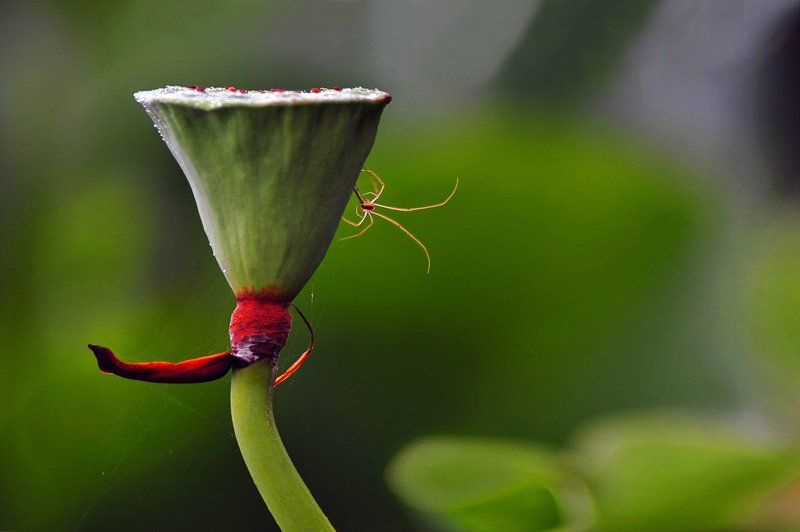 lotus Lotus photographerphoto preview