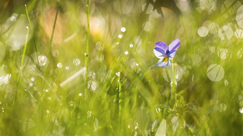 цветы,цветок,макро,растения,природа,дикие цветы,анютины глазки Анютины глазкиphoto preview