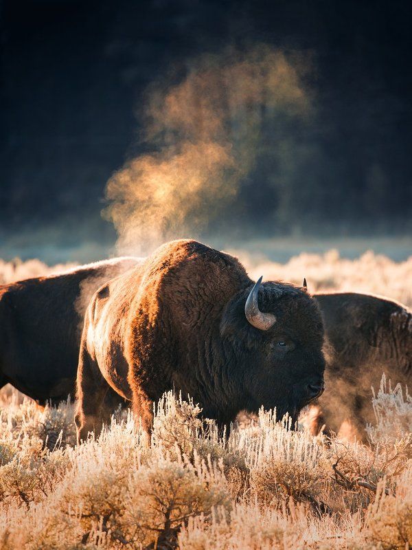 Bison  Badassphoto preview