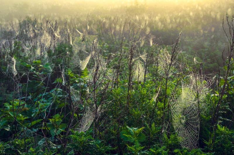 Паутины, Рассвет, Пауки, Приморье, Приморский край Страна пауковphoto preview