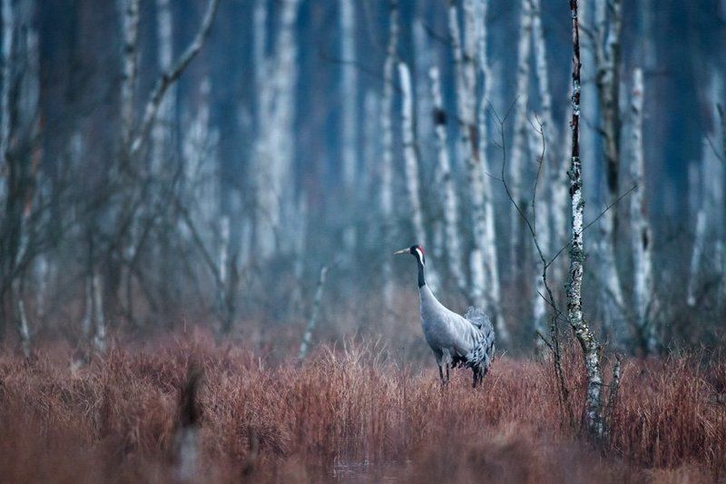 Between night and dayphoto preview