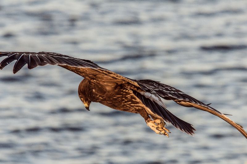 gone with the windphoto preview