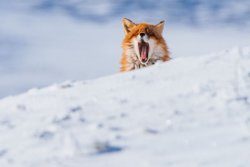 Лиса, Чукотка ***photo preview