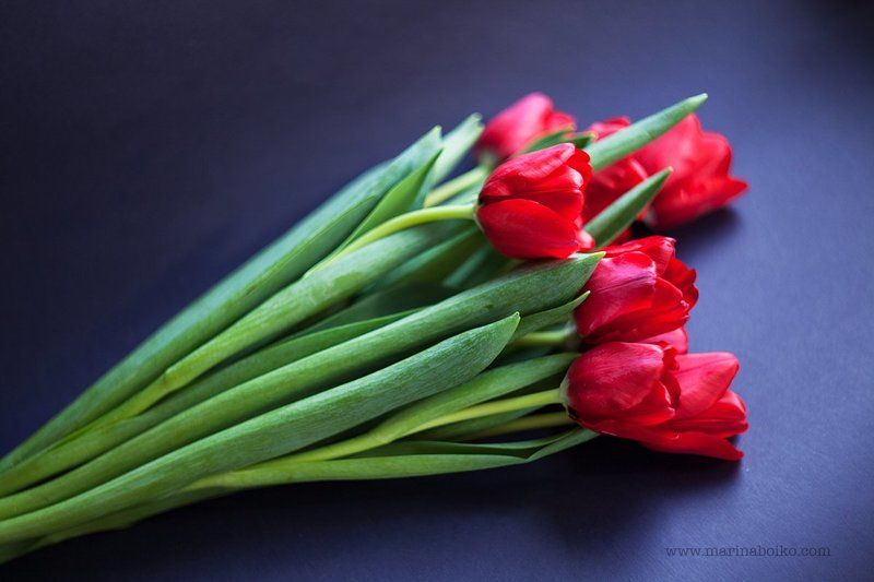 цветы, синий, красный, зеленый, тюльпаны, натюрморт, цвет, свет, фото, фотография, photo, photography, nature, still life, light, red, blue, green, flower, flowers, tulips Тюльпаныphoto preview