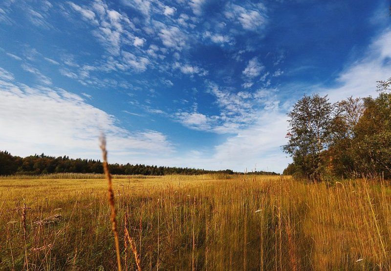 #nature #sky #sun #summer #beach #beautiful #pretty #sunset #sunrise #blue #flowers #night #tree #twilight #clouds #beauty #light #cloudporn #photooftheday #love #green #skylovers #dusk #weather #day #red #iphonesia #mothernature Summer treephoto preview