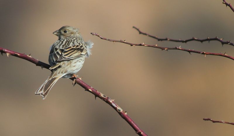 Просянка.(Miliaria calandra, Emberiza calandra) — птица семейства овсянковых.photo preview