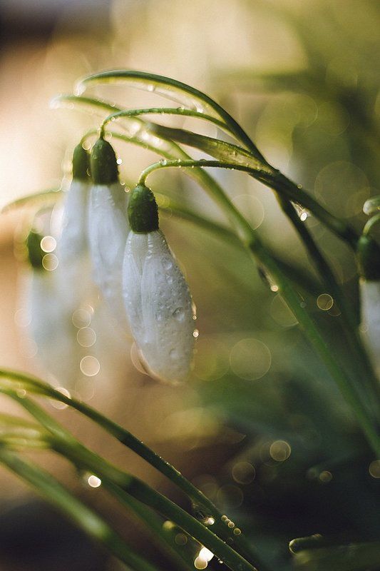 первоцветы подснежники макро весна Первоцветы_2photo preview