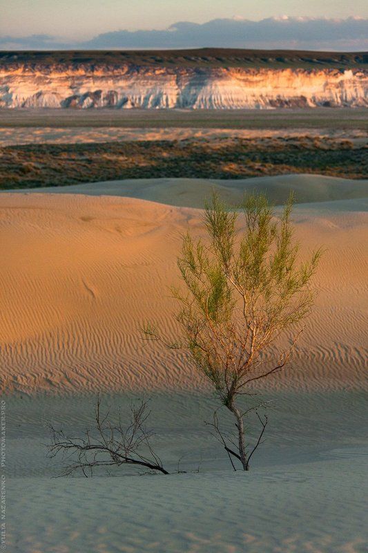 пейзаж, пустыня, песок, закат, дерево, плоскогорье, свет, Мангистау, Мангышлак, Устюрт, landscape, Mangistau, Mangyshlak, Ustyurt Вариации / Variationsphoto preview