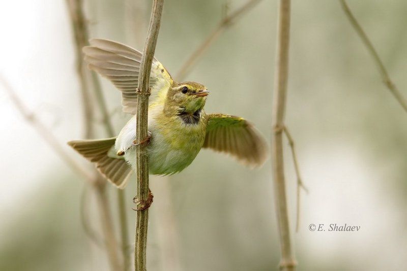 birds,phylloscopus trochilus,willow warbler,пеночка,пеночка-весничка,птица,птицы,фотоохота Пеночка-весничкаphoto preview