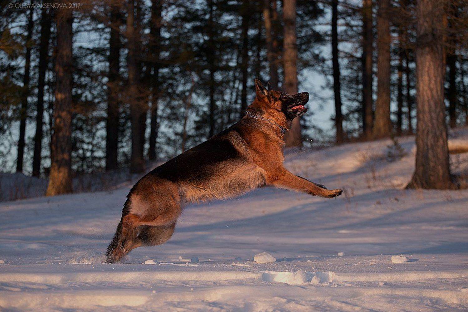 Ловим снег. Автор: Аксёнова Олеся немецкая овчарка, собака, снег, зима, весна, щенок, прыжок, миасс, кошкуль, Аксёнова Олеся