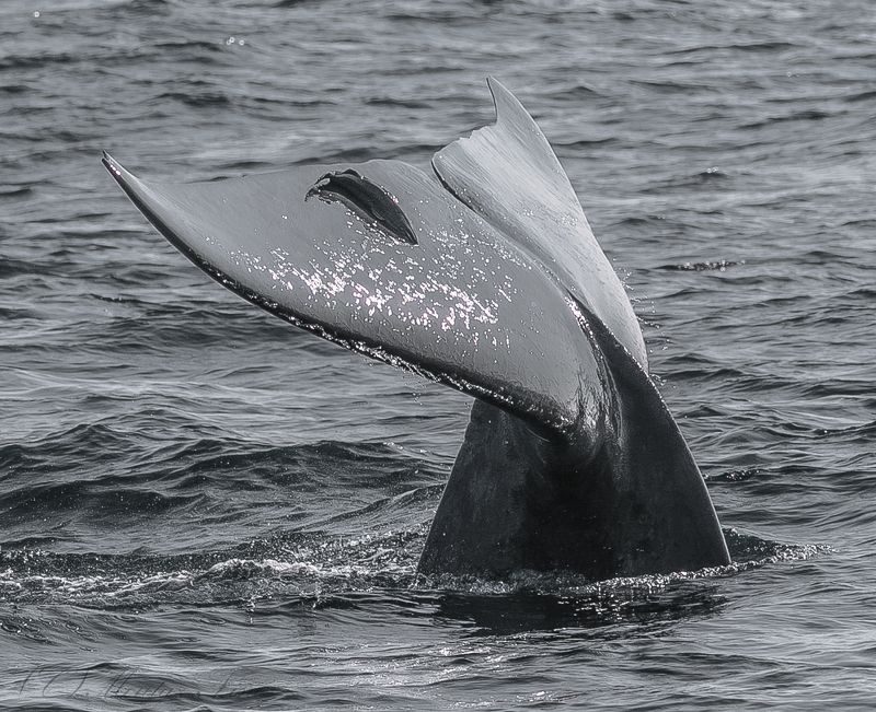 sea Blue Whale Away to the deep photo preview