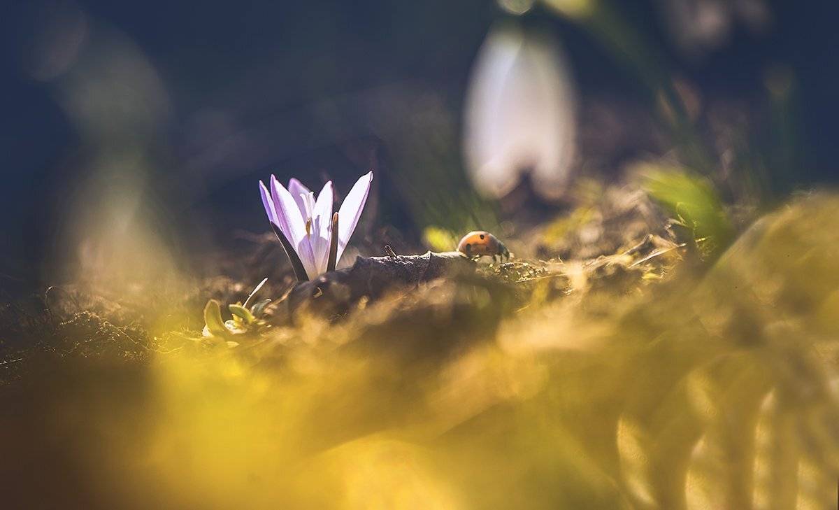 , Татьяна Аверина