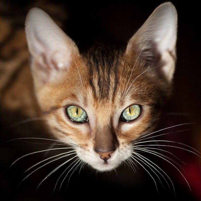 mr.filler ***photo preview