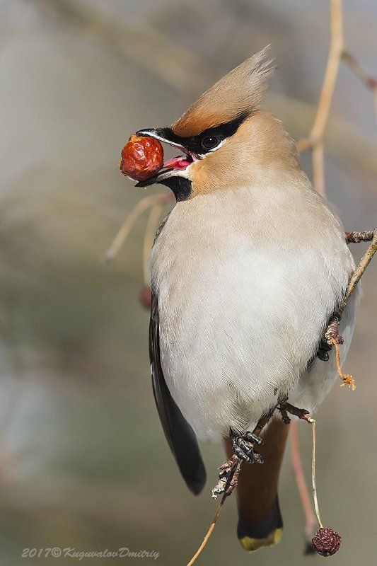 Свиристельphoto preview