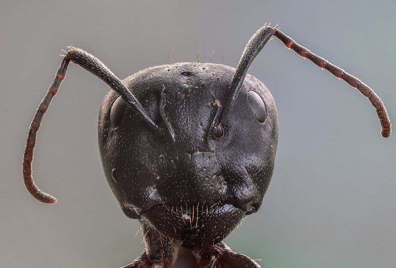 Camponotus vagusphoto preview
