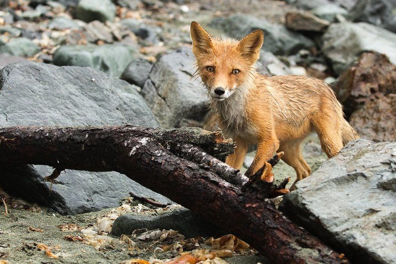 лиса, животные,камчатка, морской берег любопытство не порокphoto preview