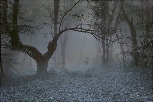 Сказочный лес 10