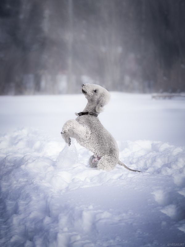 All about Dogsphoto preview