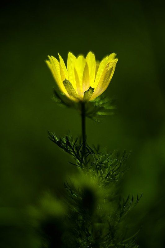 Горицветphoto preview