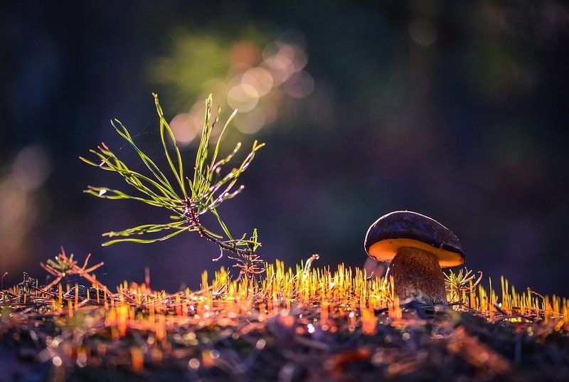 После тёплого дождяphoto preview