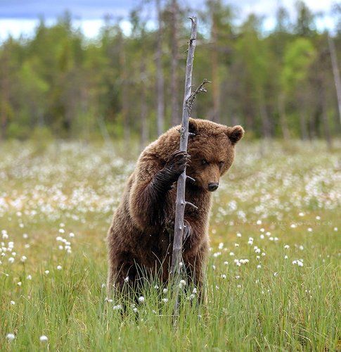 Устал я за тобой бегать, фотограф ...