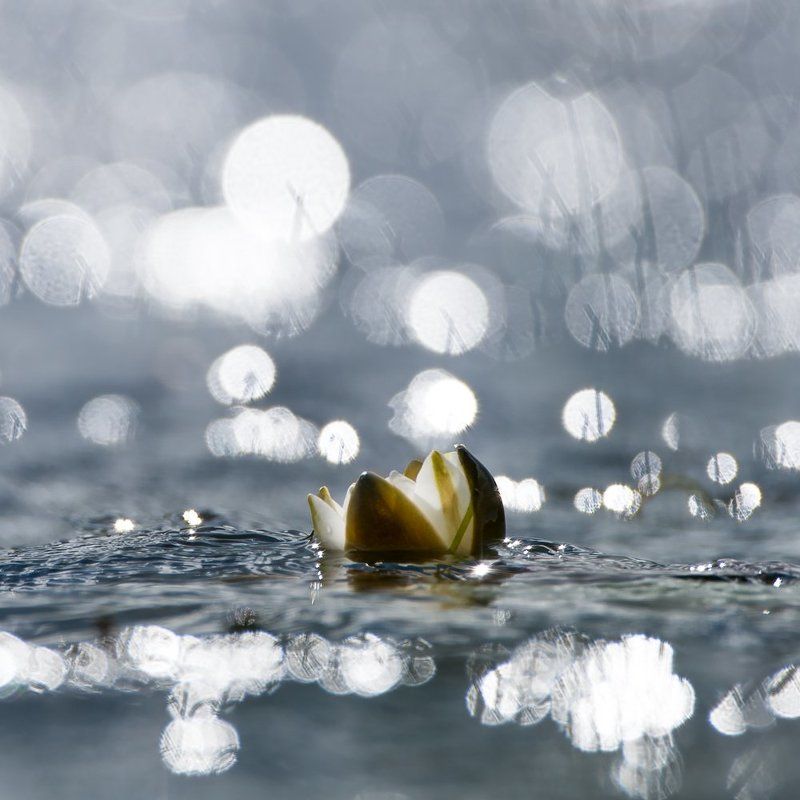 водяная лилия,лилия,макро,растения,цветы,цветок,боке Лилияphoto preview