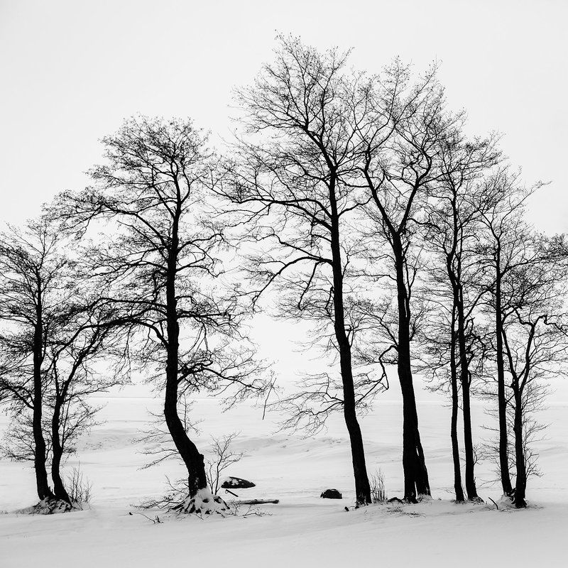 природа, силуэт Зима - Летоphoto preview