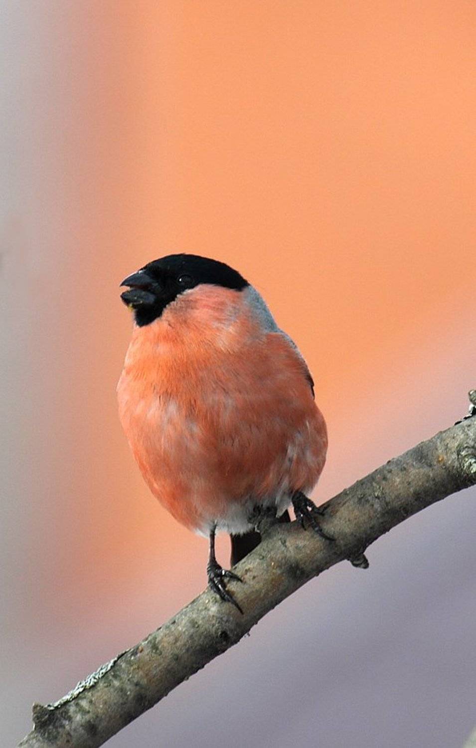 , Сергей Таланов