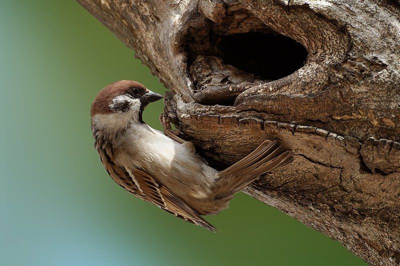 Новосельеphoto preview