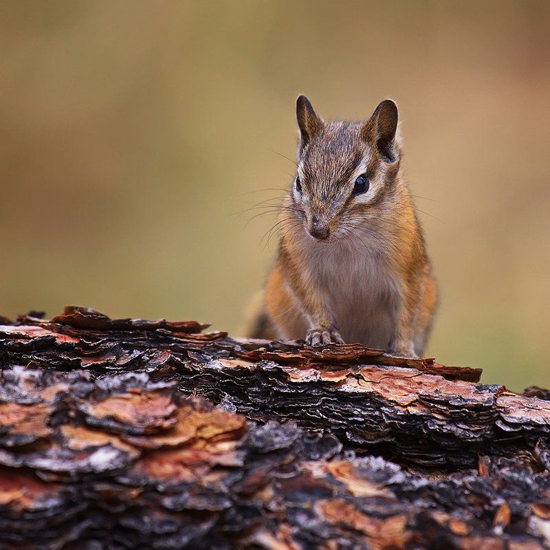 бурундук, животное, природа, дикая природа, лес На пенёчке...photo preview
