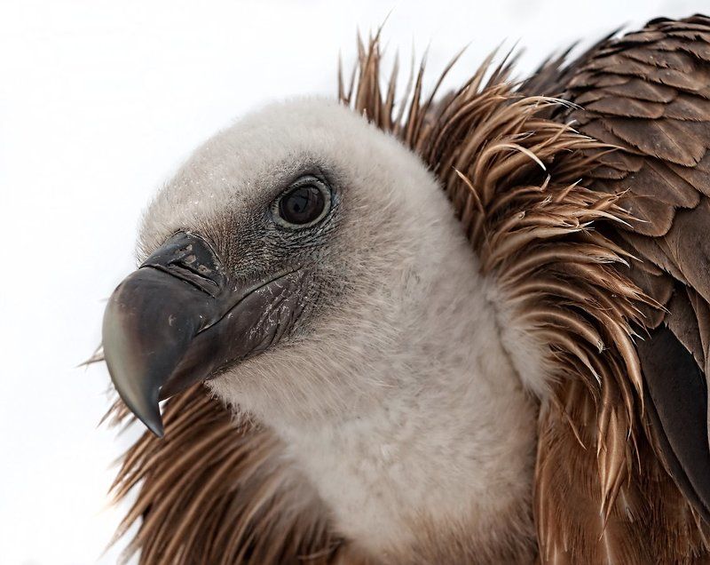 Птица, Сип белоголовый Сип белоголовыйphoto preview