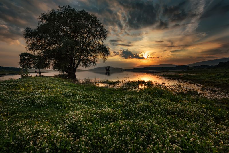 Lonely tree near the damphoto preview
