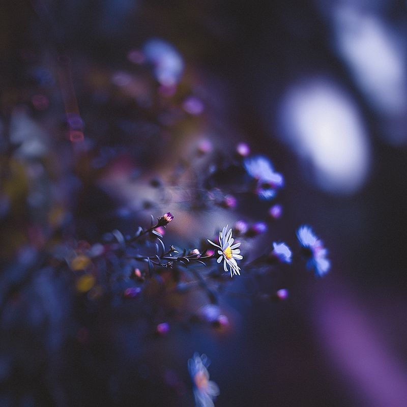 цветы Летомphoto preview