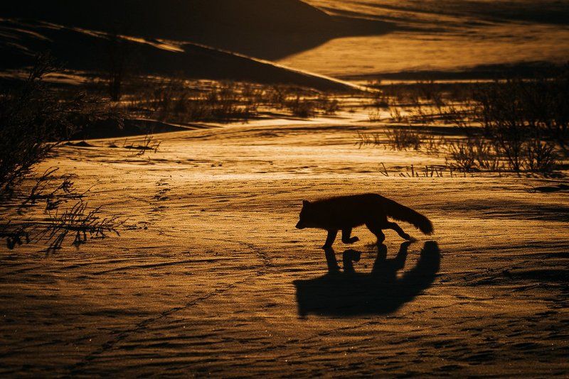 чукотка ***photo preview