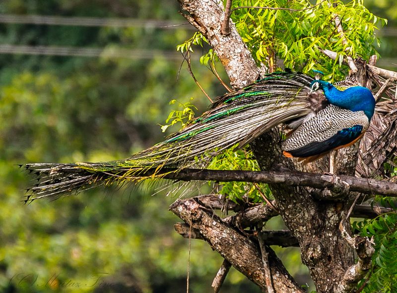 Pecock photo preview