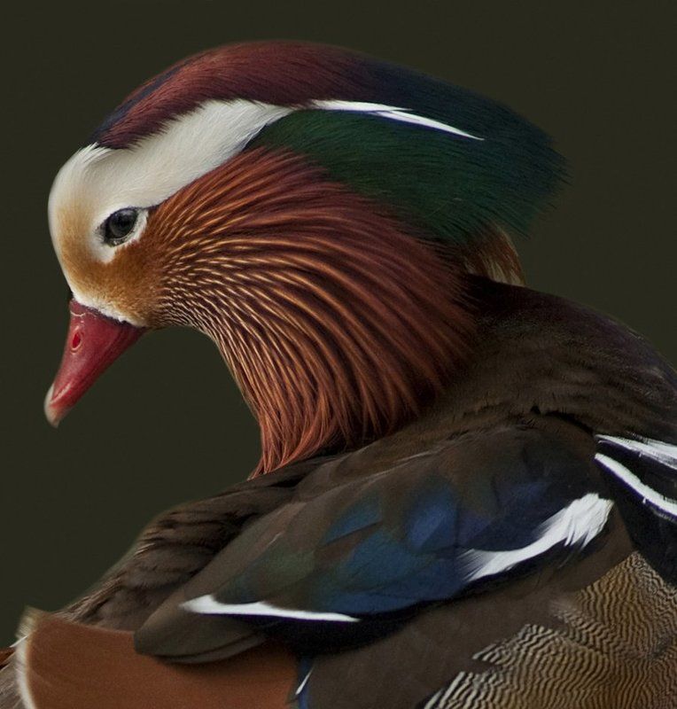 Mandarinphoto preview