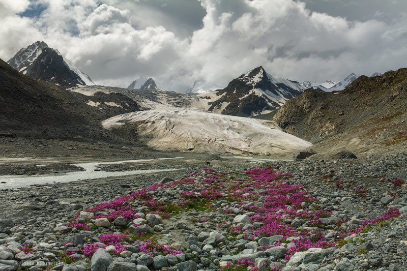 горный алтай, ак-кол, софийский ледник, южно-чуйский хребет, горы, лето, ледник, облака, иван-чай, река, вода, камни, снег, долина, цветы, altai, mountain, summer, glacier, clouds, river, water, stones, snow, flower, valley, Истоки Белой Рекиphoto preview
