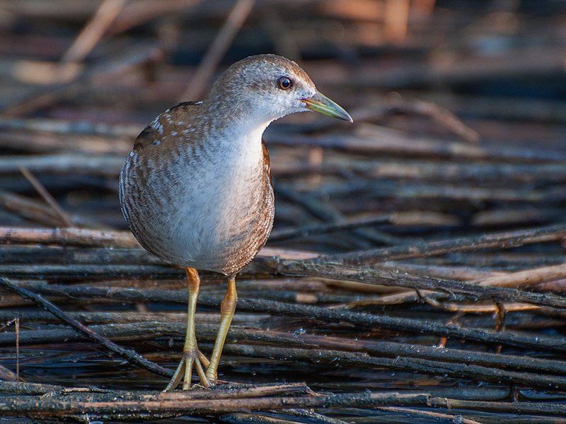 Погонышphoto preview