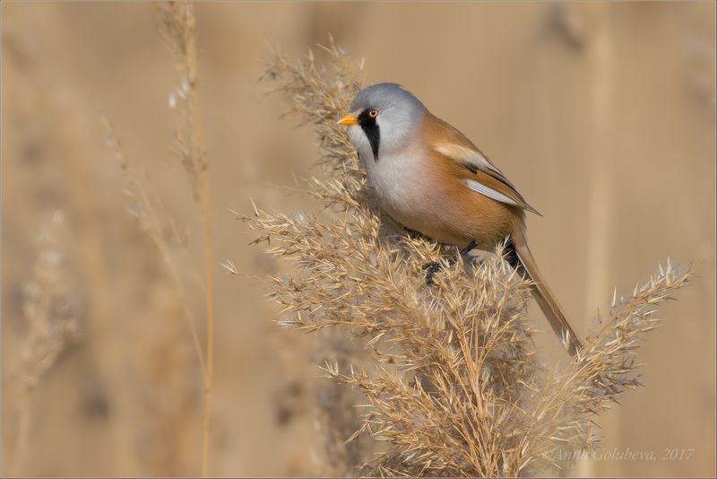 птицы, природа, panurus biarmicus, усатая синица, самец, весна, март, 2017, краснодарский край Усатикphoto preview