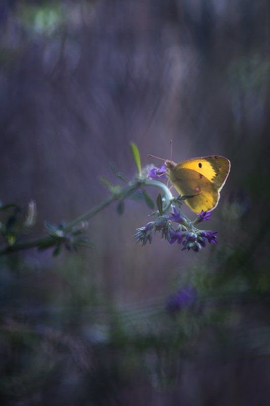 If I were a butterflyphoto preview