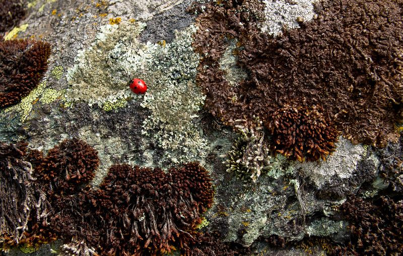 божья коровка, насекомое, жук, красный, акцент, лишайник, горы, лето Сквозь тернииphoto preview