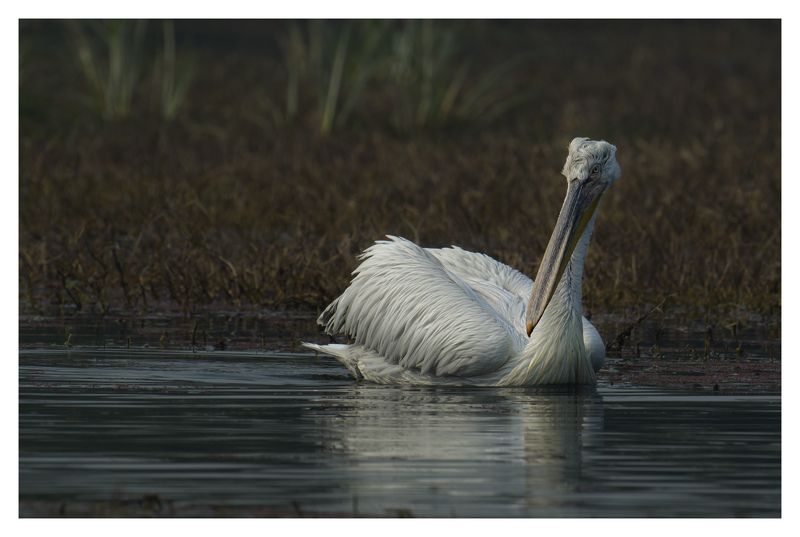 pelican Pelicanphoto preview