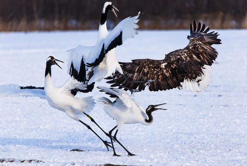 Битва за рыбуphoto preview