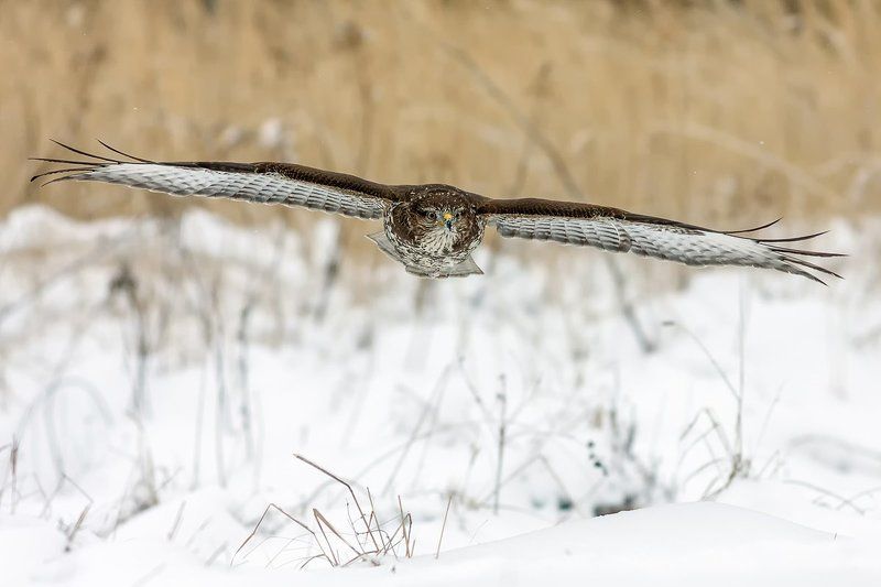 ... фото превью