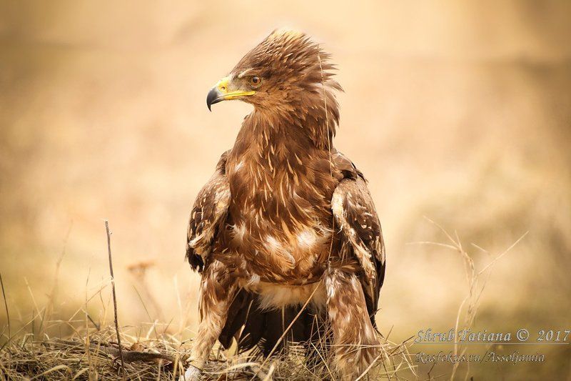 птицы, сокол, подорлик, клуб, охота Тайнаки фото превью