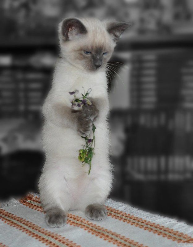 Про киску Алиску...photo preview